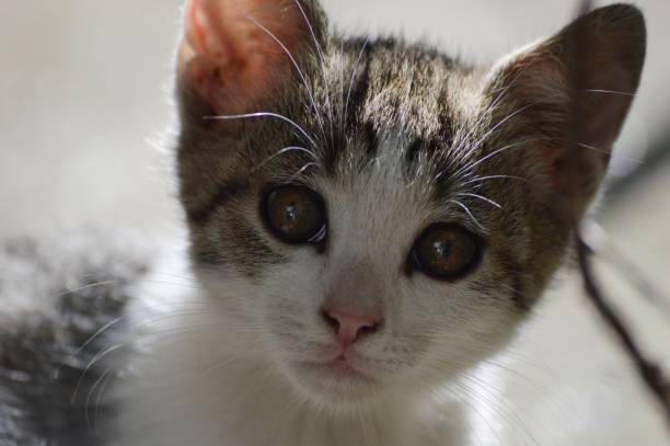 istock a little kitten with big eyes 1840914022