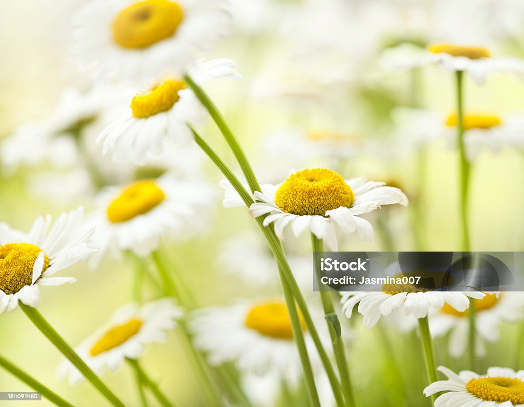Daisy flowers - Стоковые фото Без людей роялти-фри