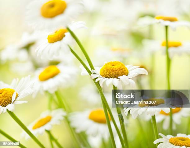 Daisy Flowers — стоковые фотографии и другие картинки Без людей - Без людей, Белый, Весна