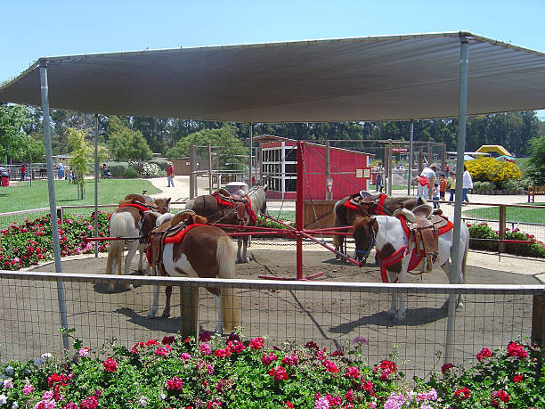 pony を通じて - zoo agricultural fair child farm ストックフォトと画像