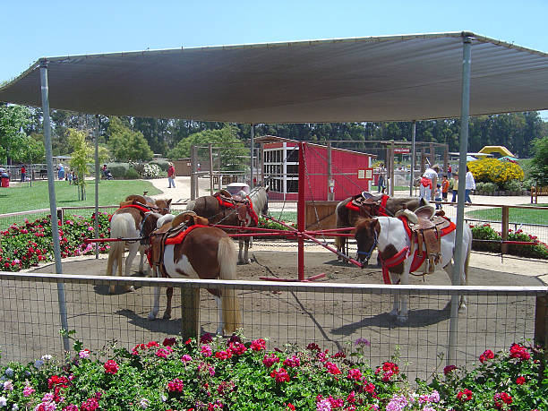 pony-go round - zoo agricultural fair child farm стоковые фото и изображения