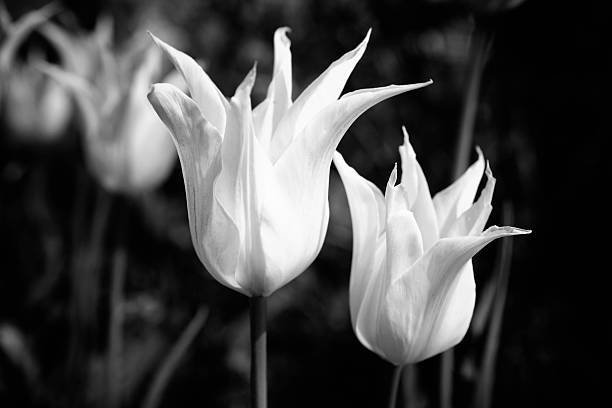 istock Black and WHite of Spring Tulips 184091545