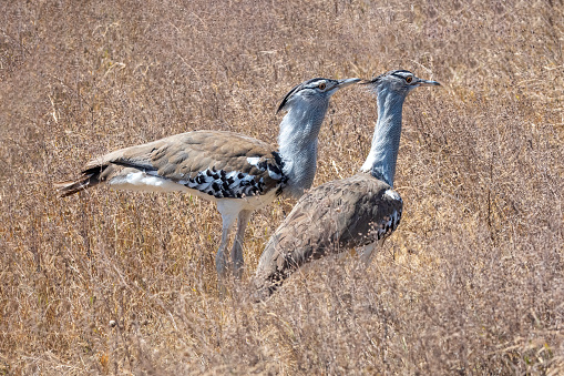 a pair of Corey Bustard, with splendid setting shot in the Serengeti plains – Tanzania