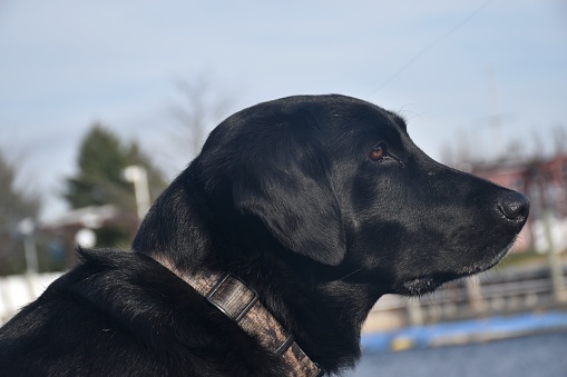 Black Labrador in nature. A large domestic dog walks in the park. Labrador in the spring or summer on a walk, close-up of the muzzle. Pet. Old black labrador. The dog is hot outside