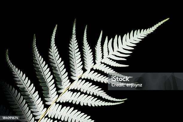 シルバーカンゾウ - シダのストックフォトや画像を多数ご用意 - シダ, ニュージーランド, 銀色