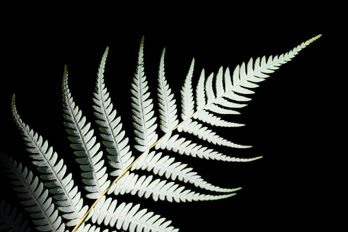 Silver fern isolated on a black background.