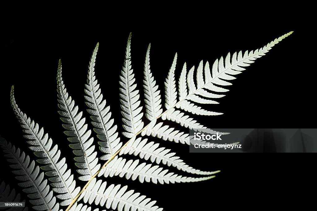 Silver Samambaia - Foto de stock de Samambaia - Flora royalty-free