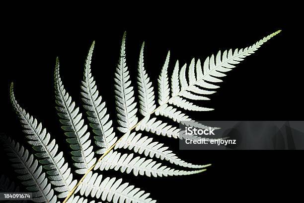 Foto de Silver Samambaia e mais fotos de stock de Samambaia - Flora - Samambaia - Flora, Nova Zelândia, Prateado