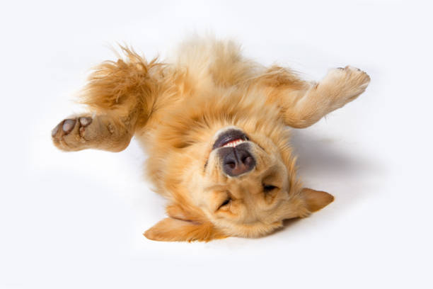 A dog lying upside down with its front paws up stock photo