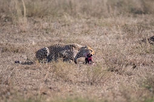 Feeding time- A cheetah feeding after having just caught a hare on the Serengeti plains at dawn – Tanzania