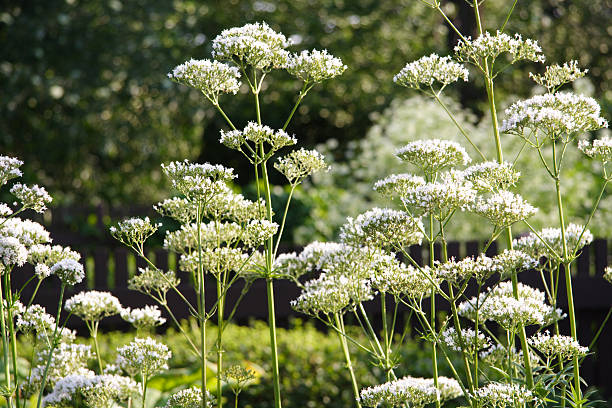 angelica 3 white herb garden plant angelica stock pictures, royalty-free photos & images