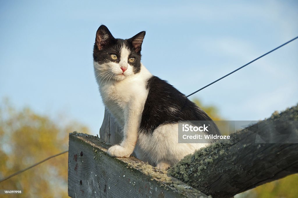 Cute kitten sits on wooden farm fence A cute kitten sits on a wooden farm fence. Domestic Cat Stock Photo