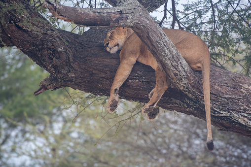 Resting - A lioness sleeping on a tree with an African landscape in the background in Tarangire National Park - Tanzania