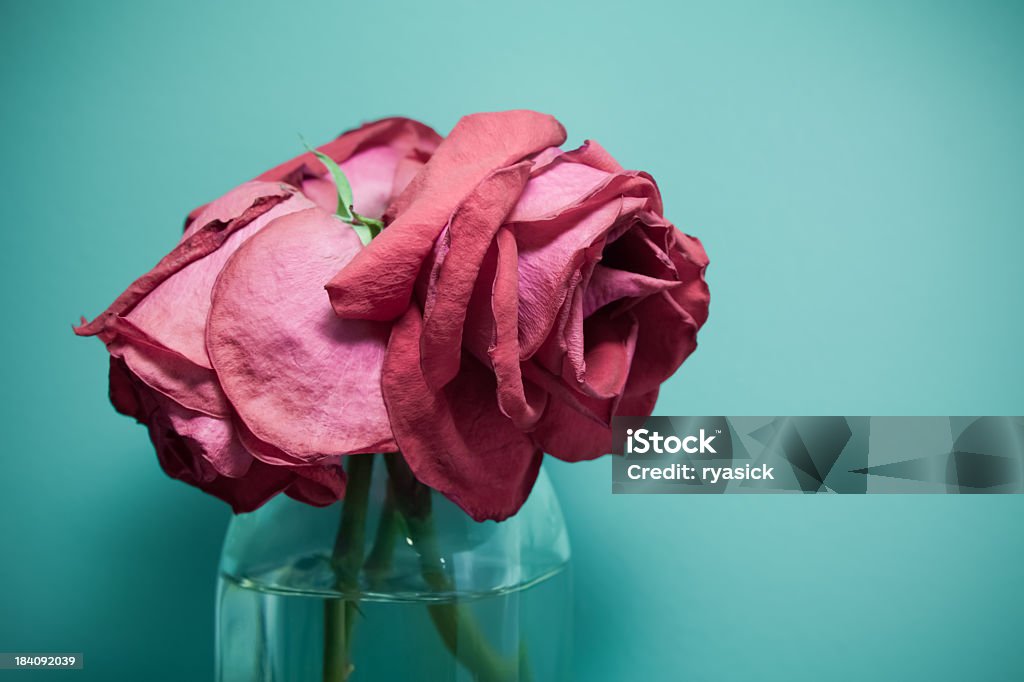 Déshydratées mort rouge Rose séchée sur des fleurs dans un Vase - Photo de Bleu libre de droits