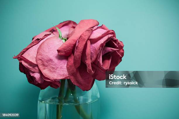 Photo libre de droit de Déshydratées Mort Rouge Rose Séchée Sur Des Fleurs Dans Un Vase banque d'images et plus d'images libres de droit de Bleu