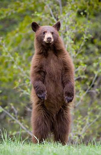 Cinnamon color black bear cub, standing in meadow.  Manning Provincial Park, B.C., Canada