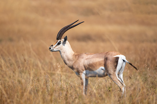 Male Grant's Gazelle in the Serengeti plains with a lovely background - Tanzania