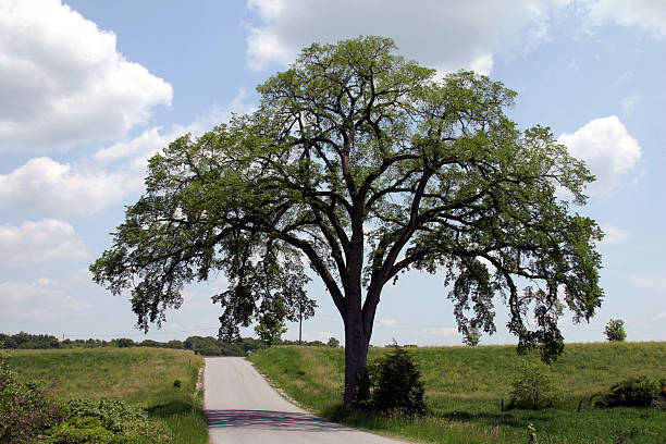 сто лет elm против голубого неба. - elm tree tree old hudson valley стоковые фото и изображения