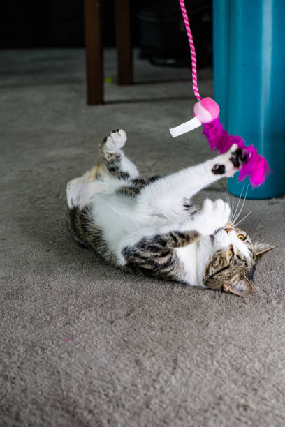 istock A Three-Legged Cat's Spirited Feathery Adventure 1840925985