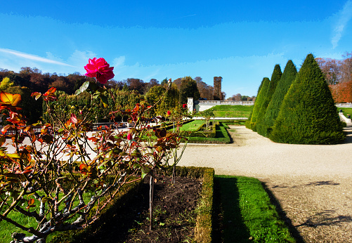 Amazing red rose and topiary bushes(or trees) in  National estate of Saint-Cloud . Wonderful sunny day in autumn!