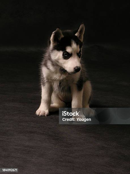 Photo libre de droit de Les Animaux De Compagnie banque d'images et plus d'images libres de droit de Assis - Assis, Chien, Chien de traîneau