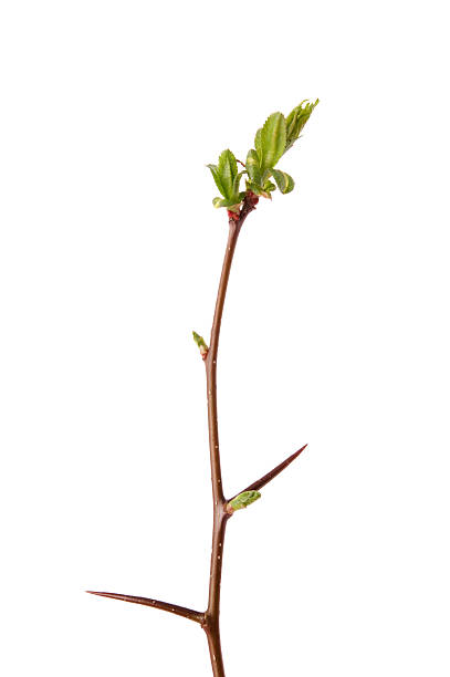 филиал боярышник - hawthorn thorn branch stick стоковые фото и изображения