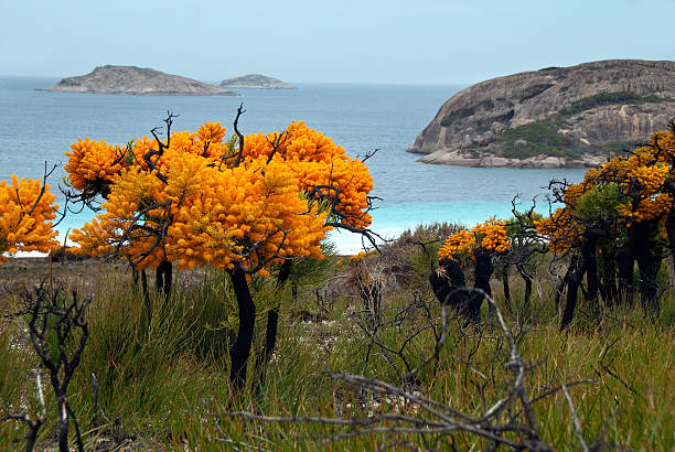 Lucky Bay, Cape Le Grande, Western Australia stock photo