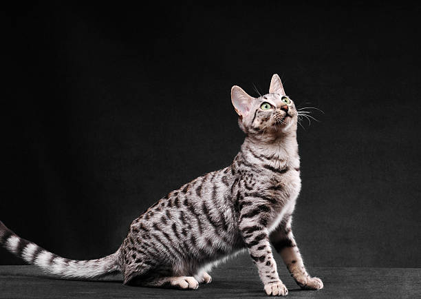 istock Black and white bengal cat looking up 184092923