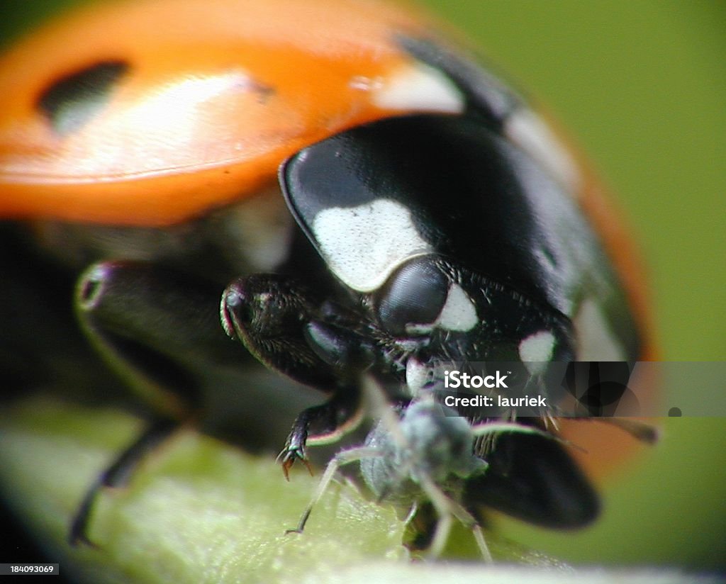 Aliment entamé&nbsp;! Coccinelle macro manger Puceron extrême - Photo de Coccinelle libre de droits