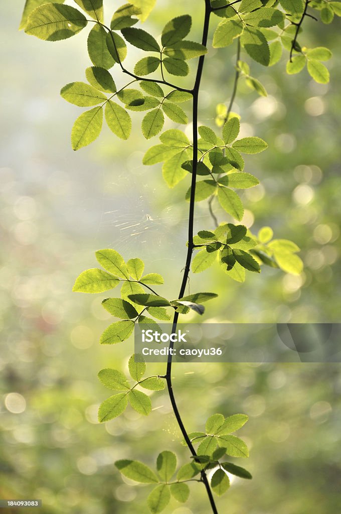 Beauté de la nature - Photo de Arbre libre de droits