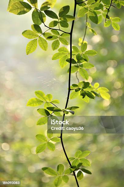 Bellezza Nella Natura - Fotografie stock e altre immagini di Albero - Albero, Basso - Posizione descrittiva, Bellezza naturale