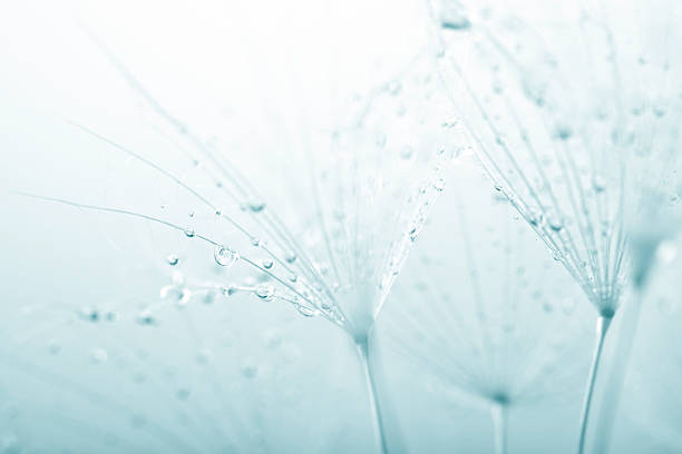 семя одуванчика с капли воды - dandelion nature water drop стоковые фото и изображения