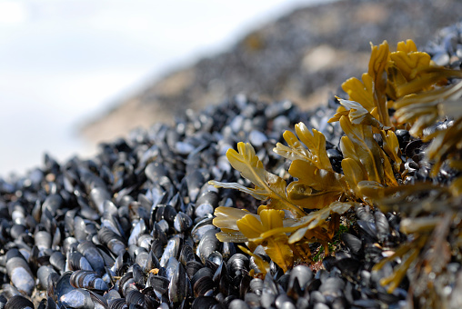 Background of sea pebbles and algae. High quality photo