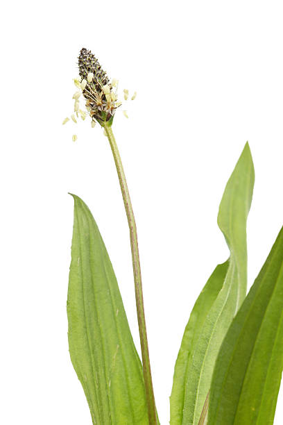 istock ribwort plantain (plantago lanceolata) isolated on white 184093258
