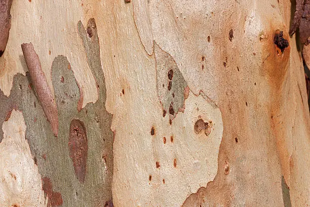Photo of Eucalyptus bark background, tree in a forest.