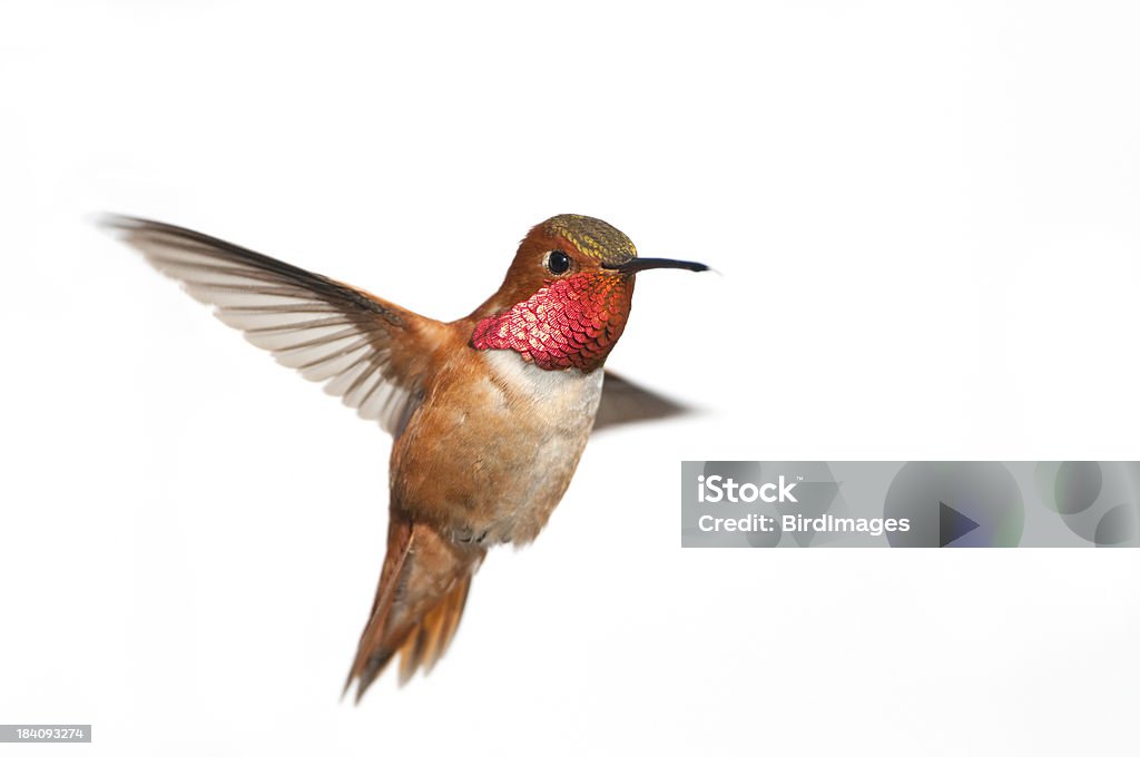 Fuchskolibri Male-Weißer Hintergrund - Lizenzfrei Kolibri Stock-Foto