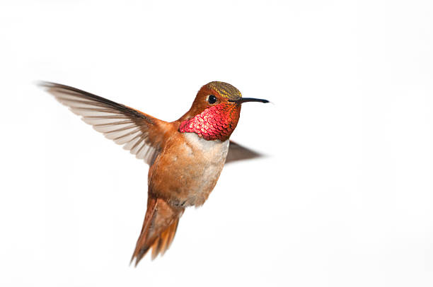 istock Rufous Hummingbird Male - White Background 184093274