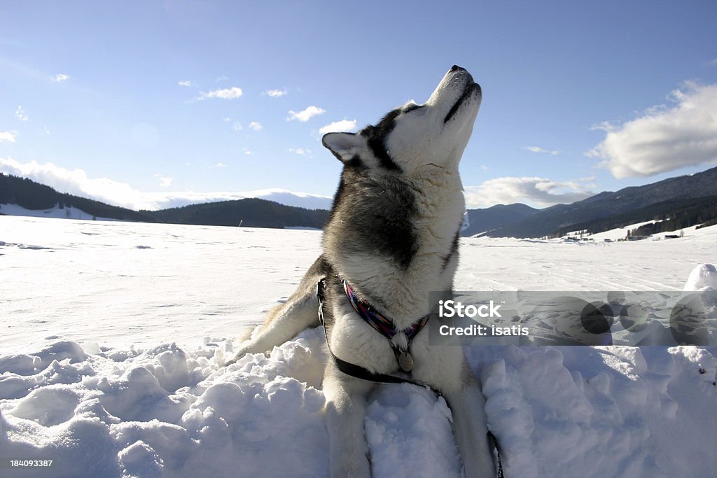 Uivos de Cachorro - Foto de stock de Animal royalty-free