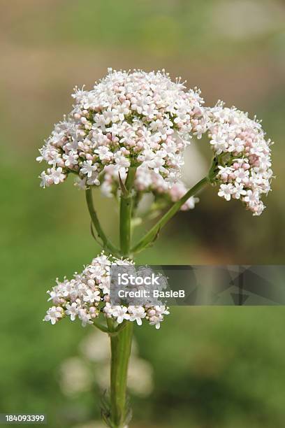 Valeriana Officinalis True Valerian Stock Photo - Download Image Now - Valerian - Herb, Flower, Remote Location