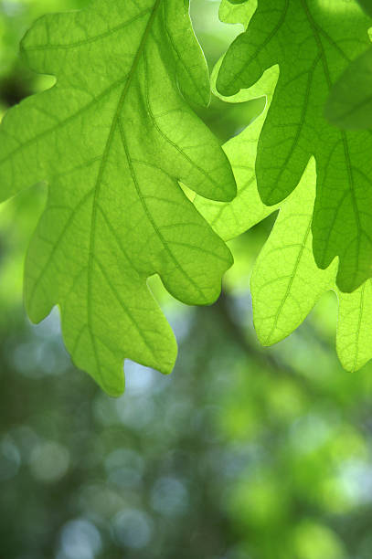 Oak Leaves stock photo