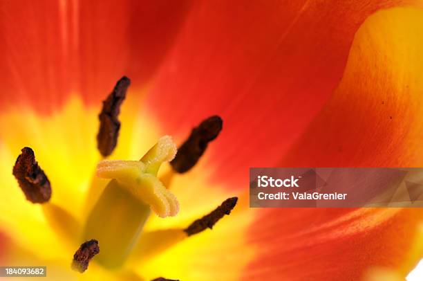 Makro Pomarańczowy I Żółty Tulipan - zdjęcia stockowe i więcej obrazów Bez ludzi - Bez ludzi, Bliskie zbliżenie, Część kwiatu