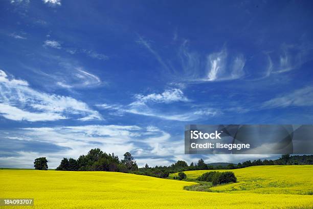 Foto de Campo De Canola e mais fotos de stock de Campo - Campo, Canola, Quebec