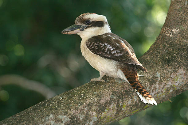 istock kookaburra australian bird 184093846