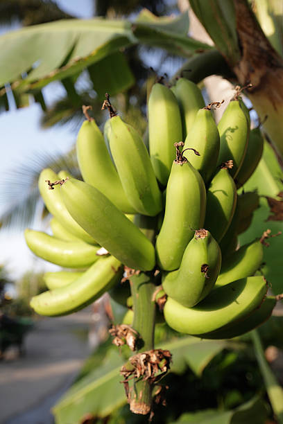 istock green banana bunch on the tree 184093865