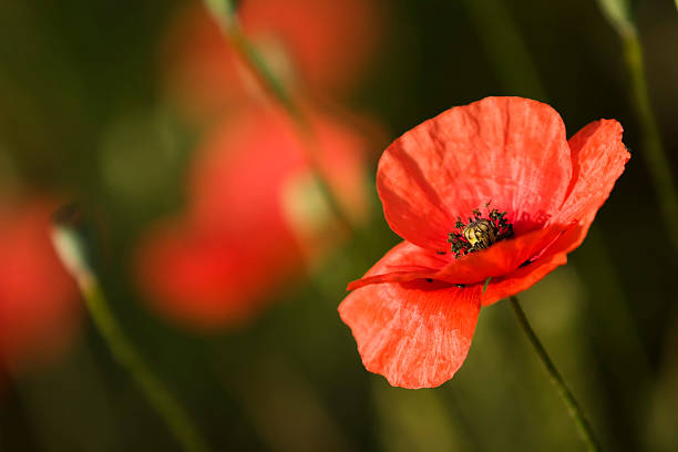 мак поле 08 - field poppy single flower flower стоковые фото и изображения