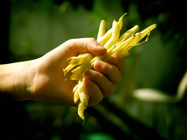 黄色の豆 - wax bean ストックフォトと画像