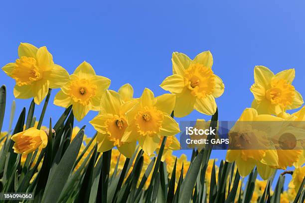 Group Of 黄色 Daffodils 満開です - クローズアップのストックフォトや画像を多数ご用意 - クローズアップ, ブーケ, ラッパズイセン