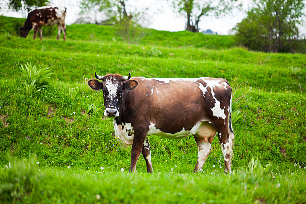 istock Holstein cow in the field 184094089