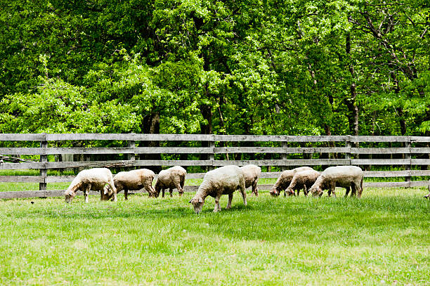 istock Flock of Sheep Grazing 184094227