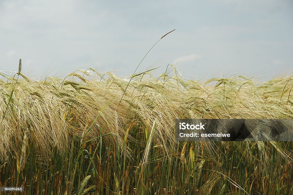 Campo de cebada - Foto de stock de Whisky libre de derechos